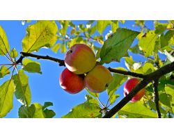 baccalà mantecato confezioni da 160 gr. (  consegne da primi settembre 2025)